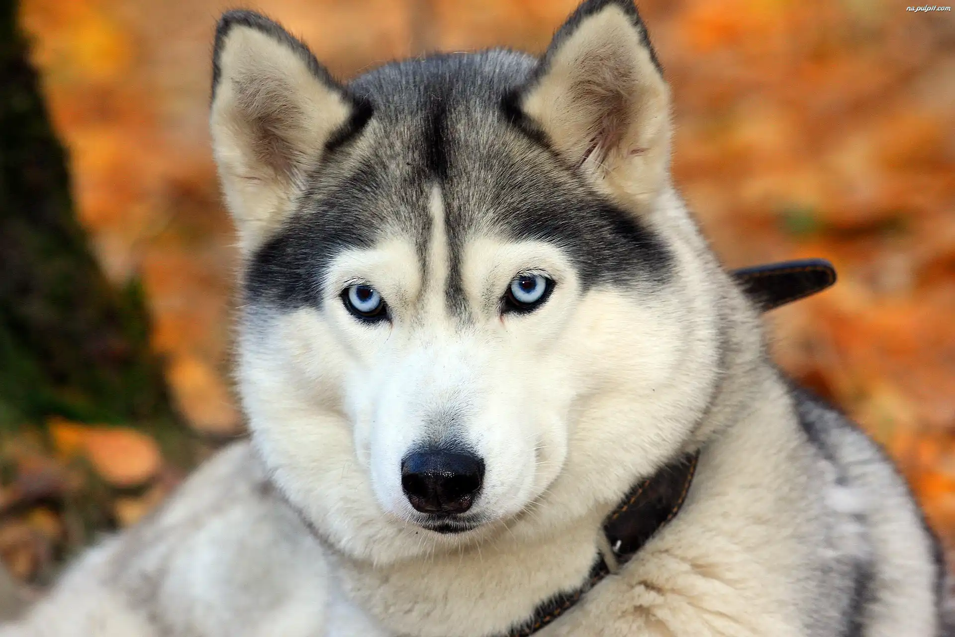 Husky, Mordka Na Pulpit